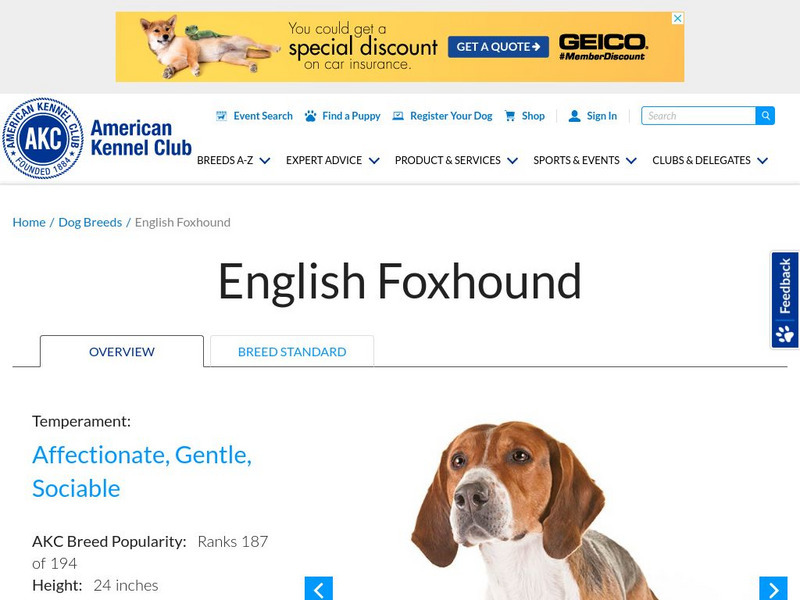 American Kennel Club: English Foxhound Handout