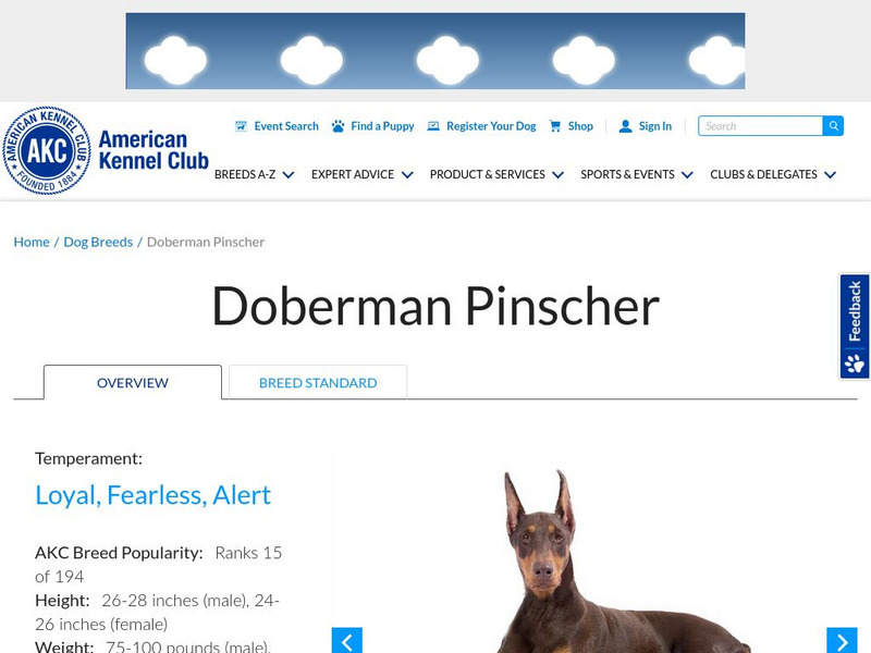 American Kennel Club: Doberman Pinscher Handout