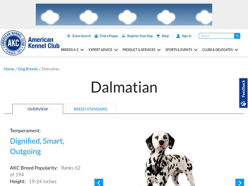 American Kennel Club: Dalmatian Handout