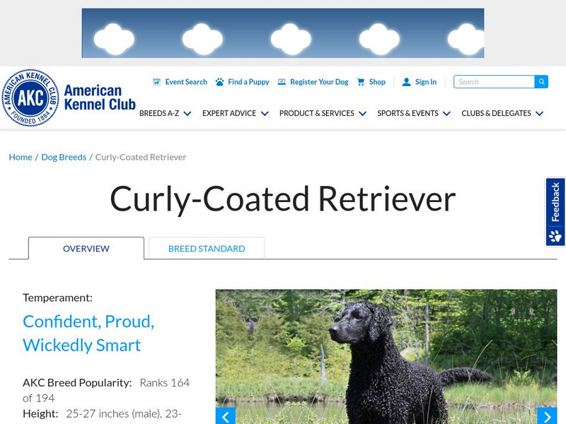 American Kennel Club: Curly Coated Retriever Handout