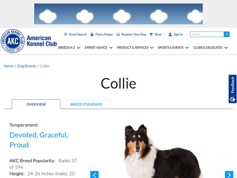 American Kennel Club: Collie Handout