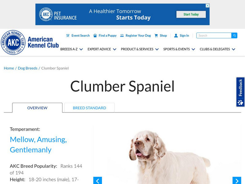 American Kennel Club: Clumber Spaniel Handout