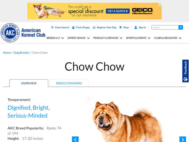 American Kennel Club: Chow Chow Handout