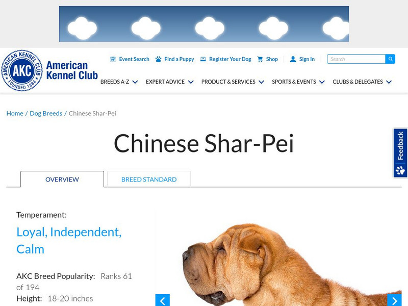 American Kennel Club: Chinese Shar Pei Handout