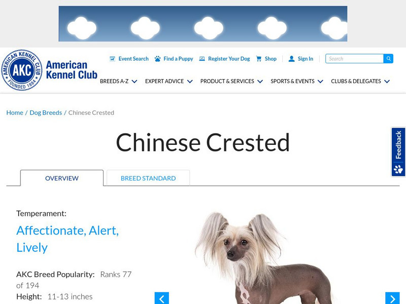 American Kennel Club: Chinese Crested Handout