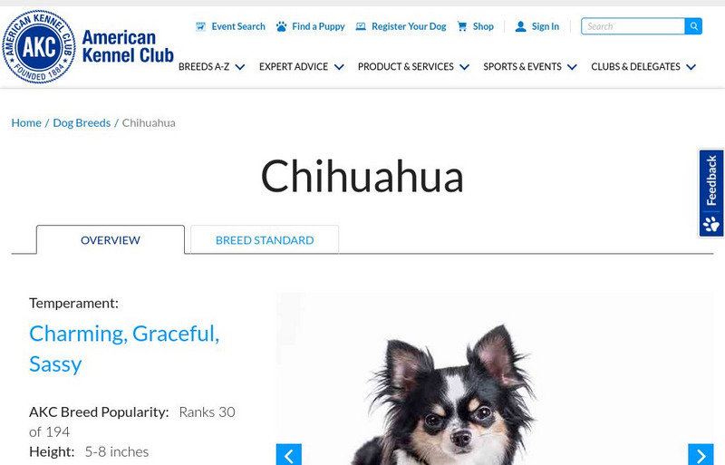 American Kennel Club: Chihuahua Handout