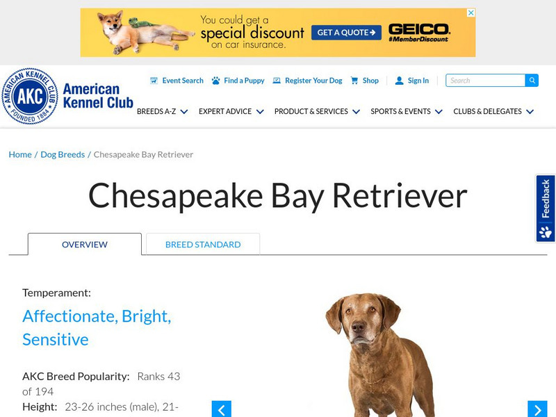 American Kennel Club: Chesapeake Bay Retriever Handout