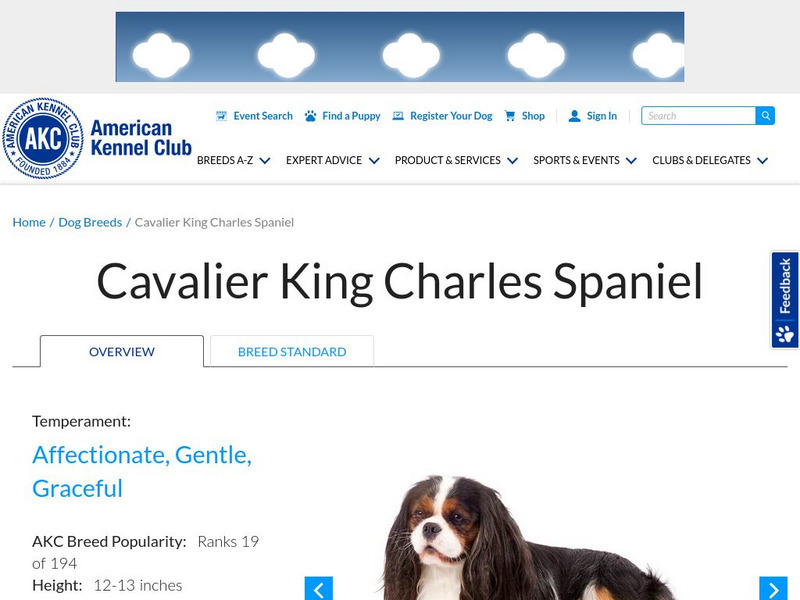 American Kennel Club: Cavalier King Charles Spaniel Handout