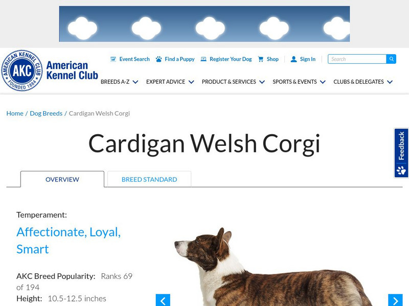 American Kennel Club: Cardigan Welsh Corgi Handout