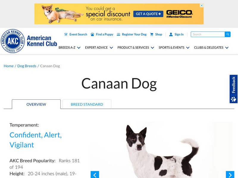 American Kennel Club: Canaan Dog Handout