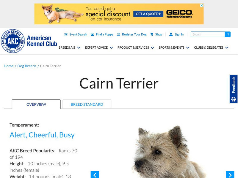 American Kennel Club: Cairn Terrier Handout