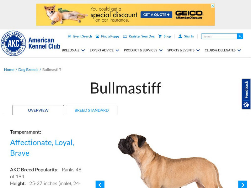 American Kennel Club: Bullmastiff Handout