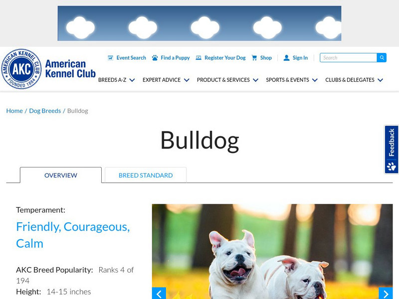 American Kennel Club: Bulldog Handout