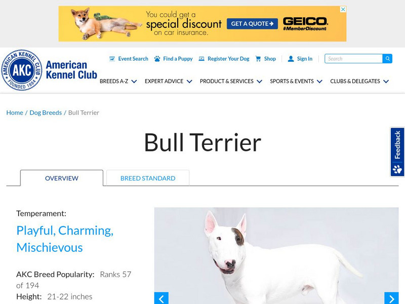 American Kennel Club: Bull Terrier Handout