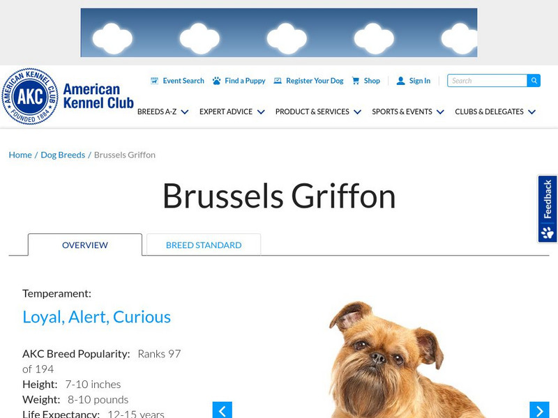 American Kennel Club: Brussels Griffon Handout