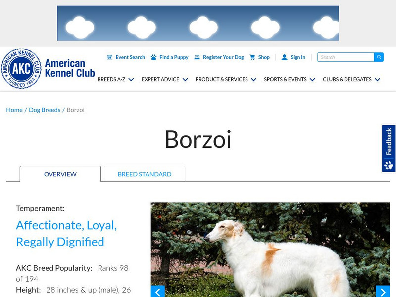 American Kennel Club: Borzoi Handout American Kennel Club: Borzoi Handout