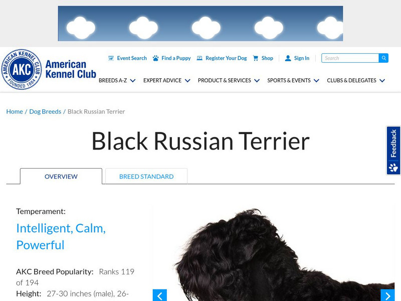 American Kennel Club: Black Russian Terrier Handout American Kennel Club: Black Russian Terrier Handout