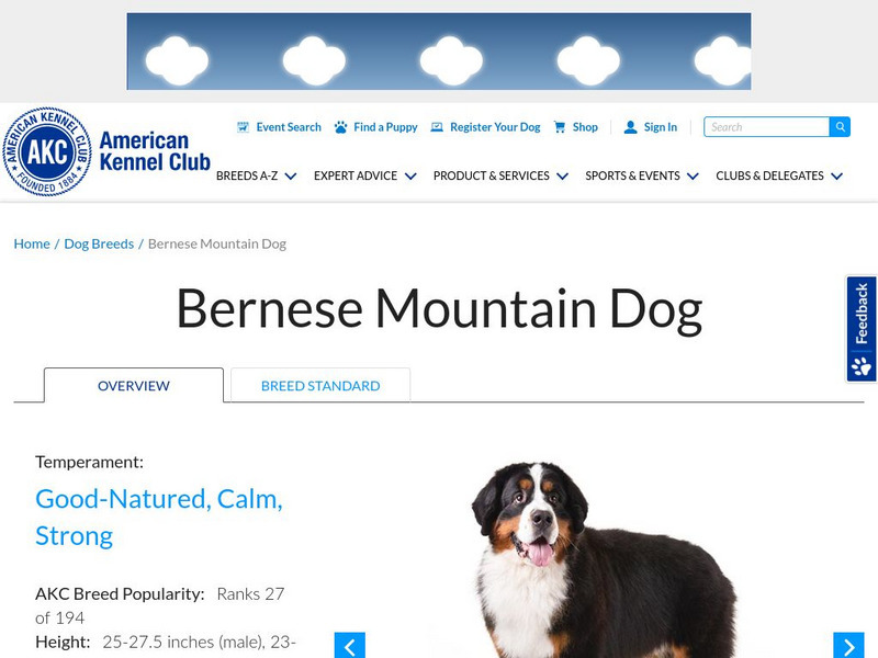 American Kennel Club: Bernese Mountain Dog Handout American Kennel Club: Bernese Mountain Dog Handout