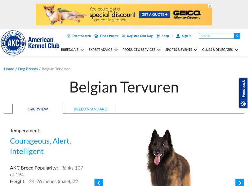 American Kennel Club: Belgian Tervuren Handout American Kennel Club: Belgian Tervuren Handout