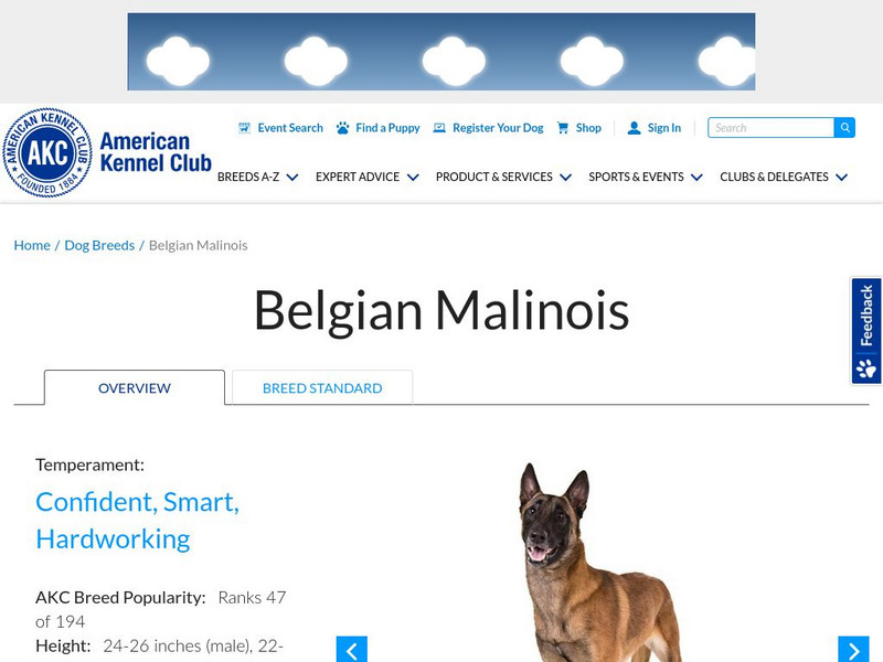 American Kennel Club: Belgian Malinois Handout American Kennel Club: Belgian Malinois Handout