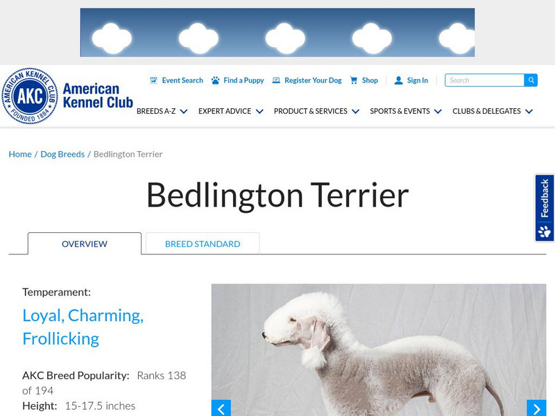American Kennel Club: Bedlington Terrier Handout American Kennel Club: Bedlington Terrier Handout