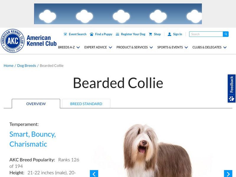 American Kennel Club: Bearded Collie Handout American Kennel Club: Bearded Collie Handout