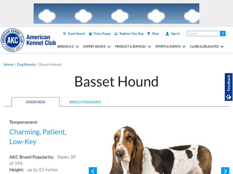 American Kennel Club: Basset Hound Handout American Kennel Club: Basset Hound Handout