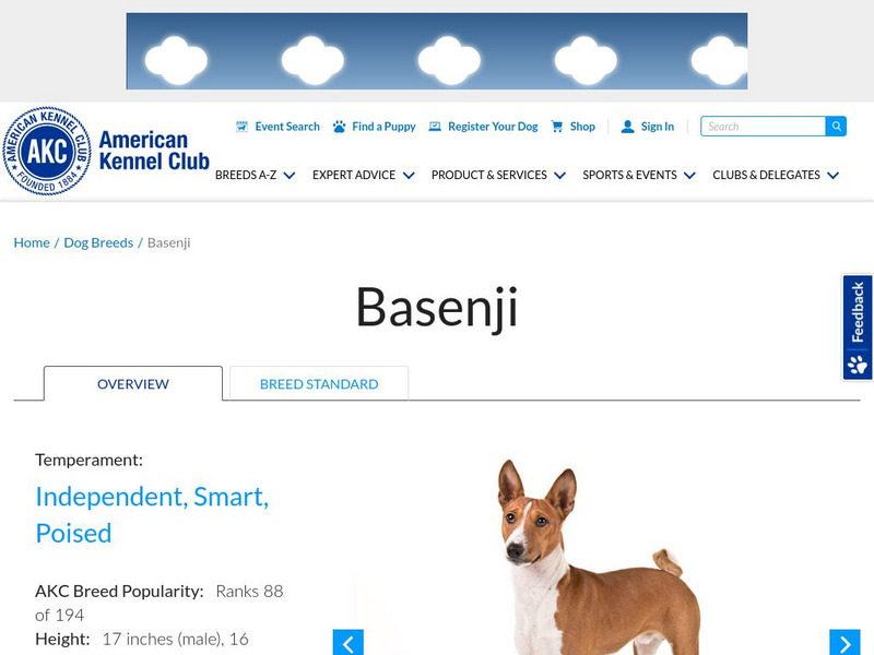 American Kennel Club: Basenji Handout American Kennel Club: Basenji Handout