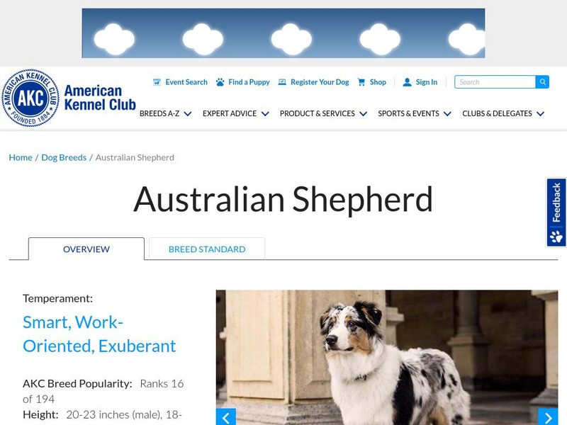 American Kennel Club: Australian Shepherd Handout American Kennel Club: Australian Shepherd Handout