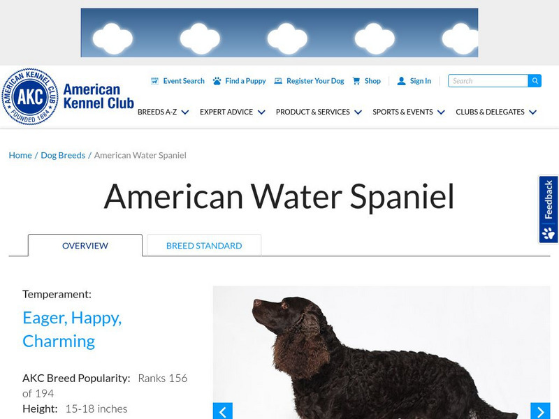 American Kennel Club: American Water Spaniel Handout