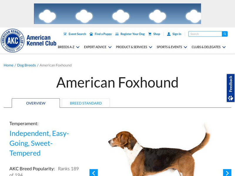 American Kennel Club: American Foxhound Handout