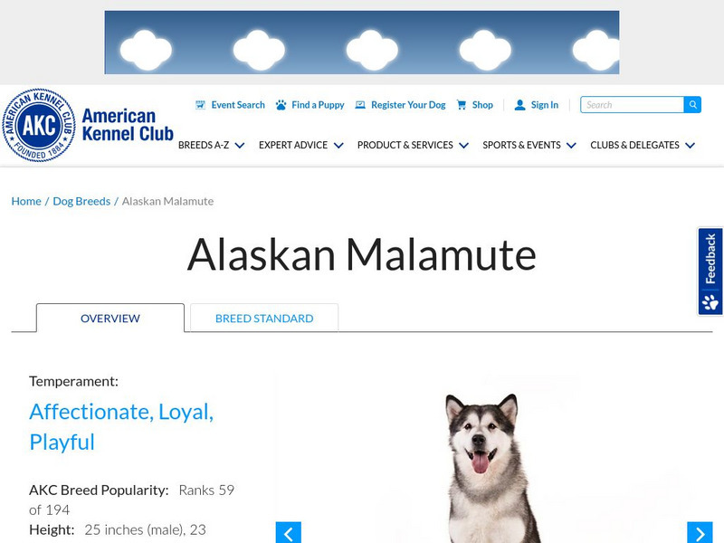 American Kennel Club: Alaskan Malamute Handout