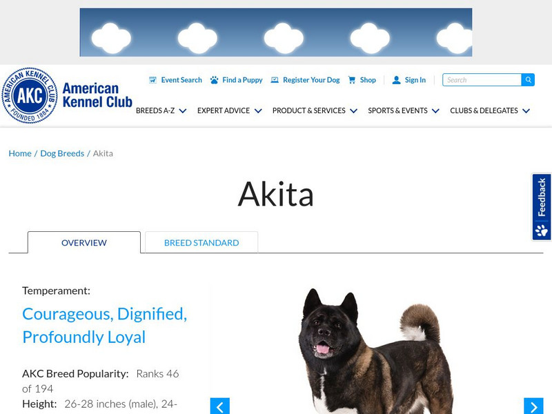 American Kennel Club: Akita Handout