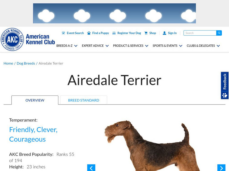 American Kennel Club: Airedale Terrier Handout