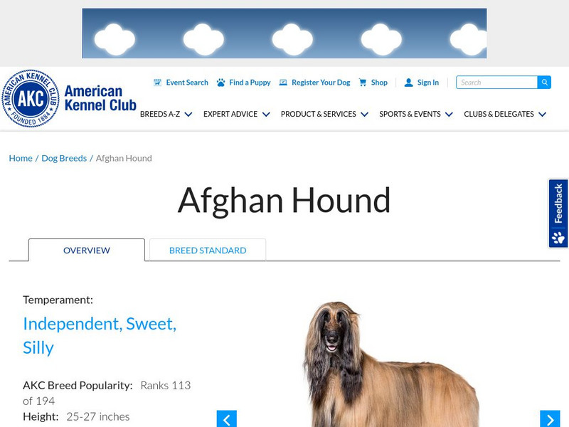 American Kennel Club: Afghan Hound Handout