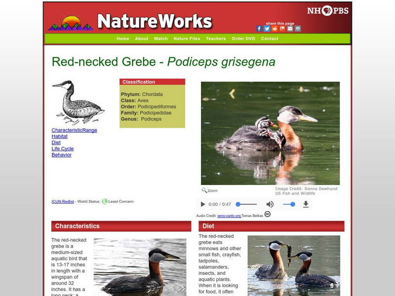 Nh Pbs: Nature Works: Red Necked Grebe Handout Nh Pbs: Nature Works: Red Necked Grebe Handout