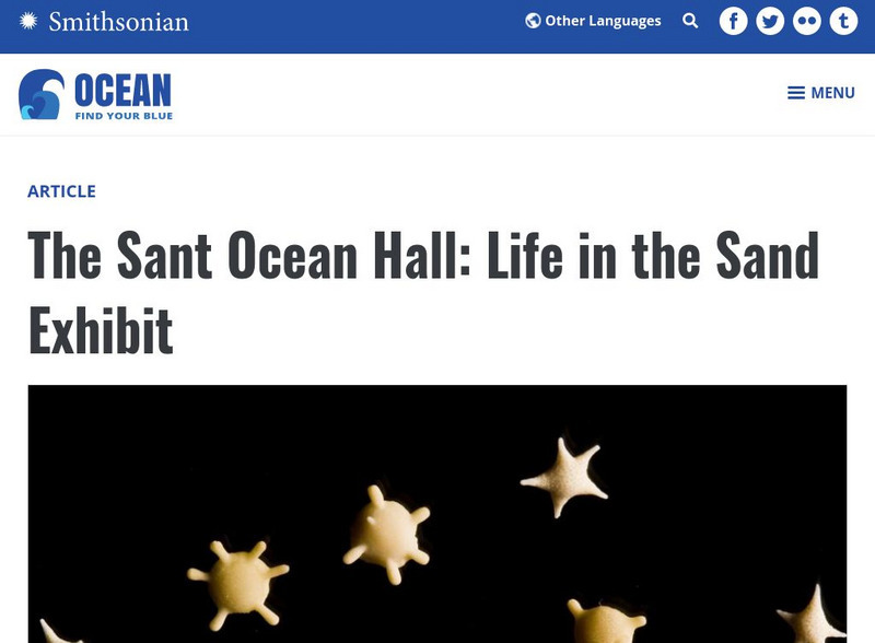 National Museum of Natural History: Ocean Portal: Life in the Sand Interactive National Museum of Natural History: Ocean Portal: Life in the Sand Interactive