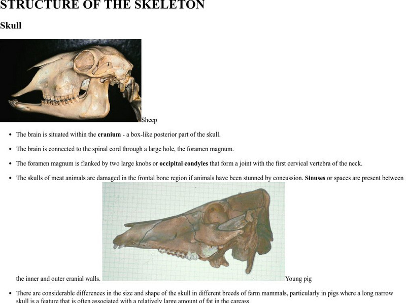 University of Guelph: Structure of the Skeleton Handout