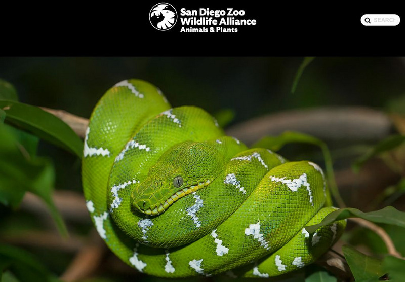 San Diego Zoo: Boa Handout