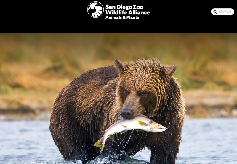 San Diego Zoo: Brown Bear Handout San Diego Zoo: Brown Bear Handout