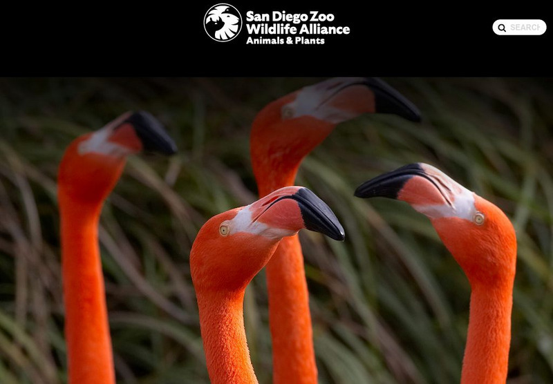 San Diego Zoo: Flamingo Handout San Diego Zoo: Flamingo Handout