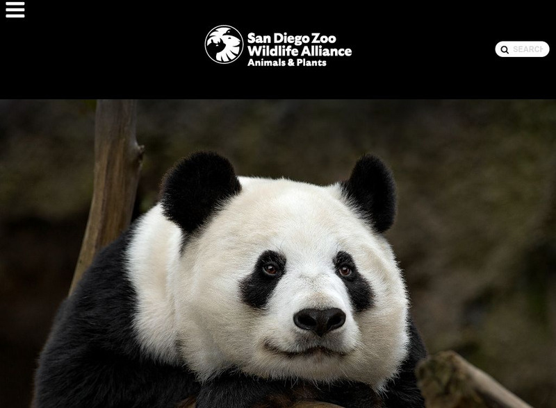 San Diego Zoo: Giant Panda Handout San Diego Zoo: Giant Panda Handout