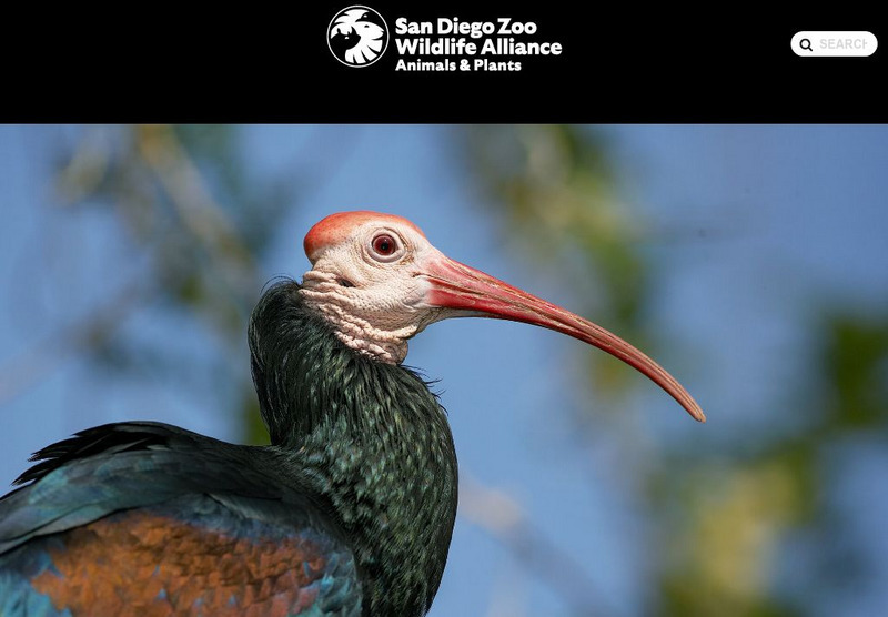 San Diego Zoo: Ibis Handout San Diego Zoo: Ibis Handout