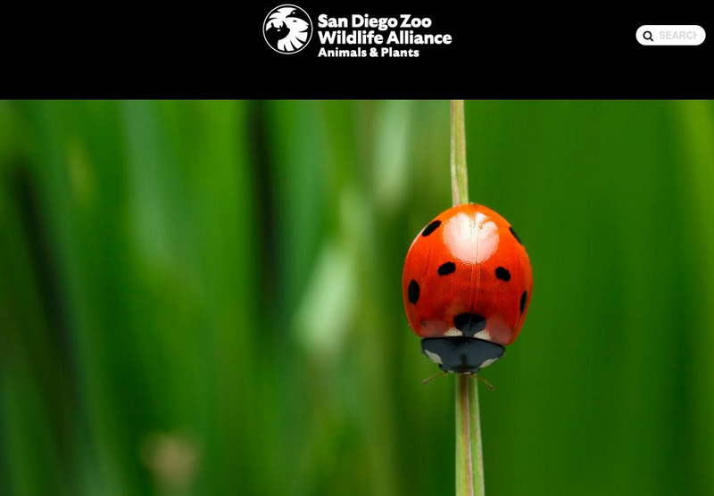 San Diego Zoo: Ladybugs Handout San Diego Zoo: Ladybugs Handout