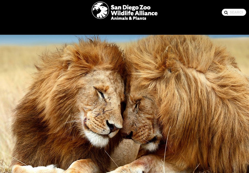 San Diego Zoo: Lion Handout San Diego Zoo: Lion Handout