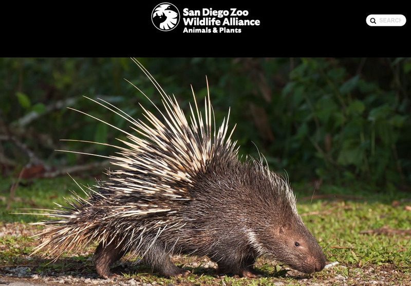 San Diego Zoo: Porcupines Handout San Diego Zoo: Porcupines Handout