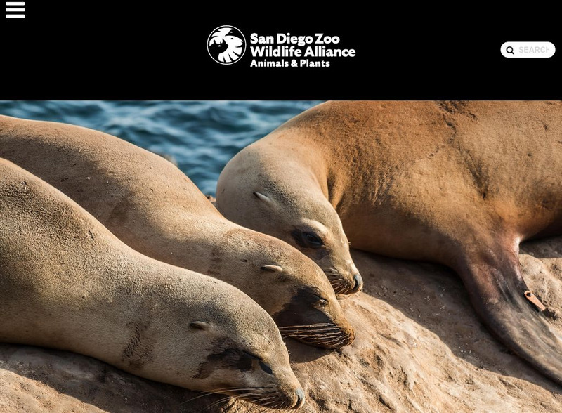 San Diego Zoo: Sea Lion Handout San Diego Zoo: Sea Lion Handout