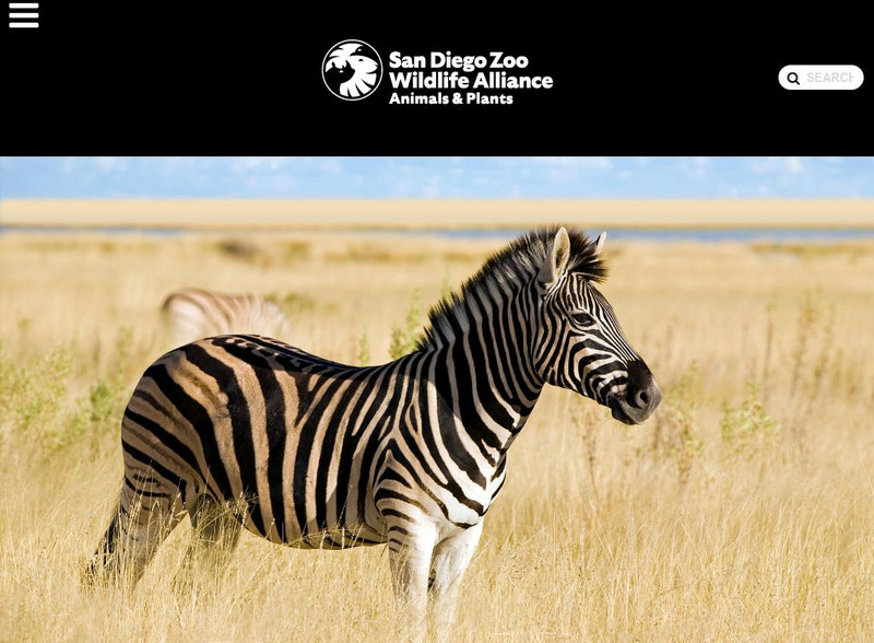 San Diego Zoo: Zebra Handout San Diego Zoo: Zebra Handout