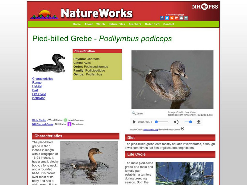 Nh Pbs: Nature Works: Pied Billed Grebe Handout