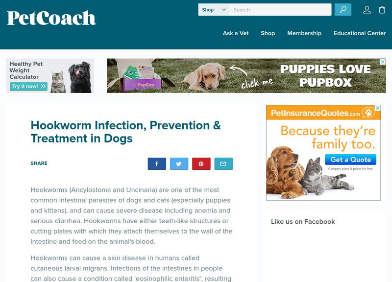Pet Coach: Hookworms (Ancylostoma Uncinaria) Handout Pet Coach: Hookworms (Ancylostoma Uncinaria) Handout